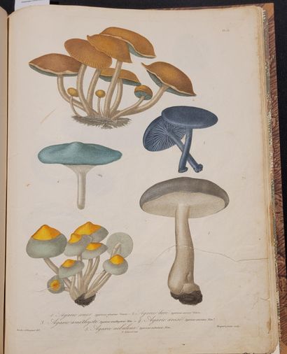 ROQUES (Joseph). Histoire des champignons comestibles et vénéneux, Où l'on expose...