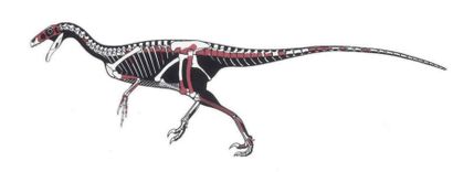 null CARNIVOROUS THEROPOD DINOSAUR
Ornitholestes sp.
Morrison Formation, Upper Jurassic,...