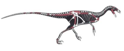 null DINOSAURE THÉROPODE CARNIVORE
Ornitholestes sp.
Formation de Morrison, Jurassique...