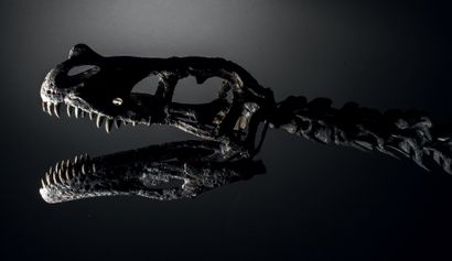 null DINOSAURE THÉROPODE CARNIVORE
Ornitholestes sp.
Formation de Morrison, Jurassique...