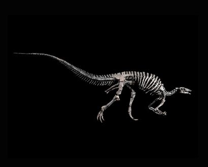 BARRY
Iguanodontia, Camptosaurus sp.
Formation...