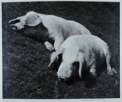 FRANZ SENKINC (1902-1955) Schlafende Schweine Vienne, 1934 Argentique, 274x337 mm,...