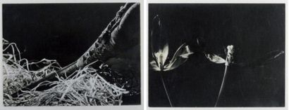 ELISABETH SAX Composititons Natures mortes Paysages, c.1950 Argentiques (21), de...