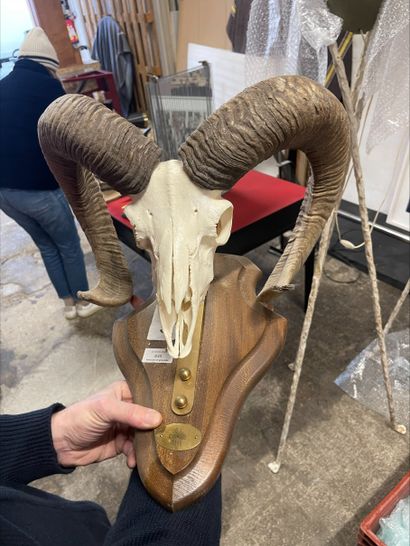 null Massacre of mouflon sheep
Ovis aries
On a wooden escutcheon
