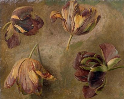 ECOLE FLAMANDE DU XIXe SIÈCLE SUIVEUR DE CORNELIS VAN SPAENDONCK Etude de tulipes...