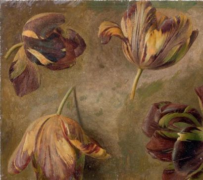 ECOLE FLAMANDE DU XIXE SIÈCLE, Suiveur de Cornelis Van Spaendonck Etude de tulipes...