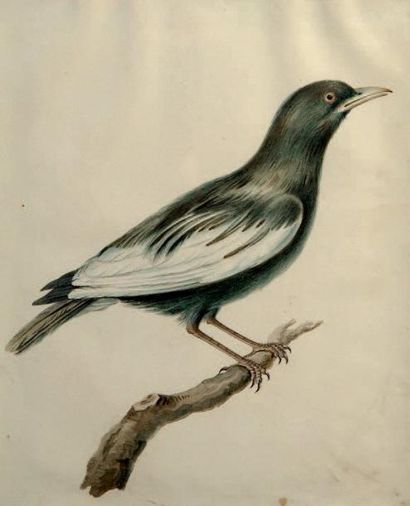 École Française du XIXe siècle Six études d'oiseaux Six dessins, crayon noir et aquarelle...