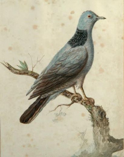 École Française du XIXe siècle Six études d'oiseaux Six dessins, crayon noir et aquarelle...