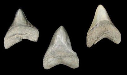 null TROIS DENTS DE CARCHARODON MEGALODON Ere tertiaire (Miocène- Pliocène, 15 à...