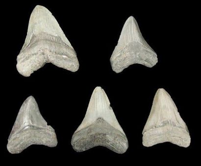 null CINQ DENTS DE CARCHARODON MEGALODON Ere tertiaire (Miocène- Pliocène, 15 à 2...