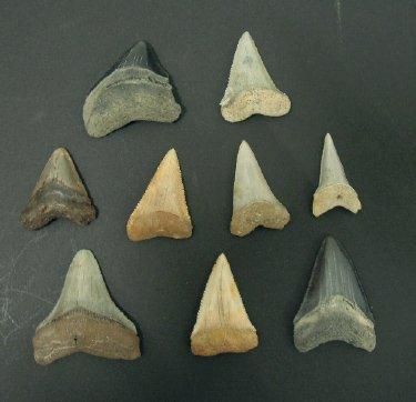 null NEUF DENTS DE CARCHARODON MEGALODON Ere tertiaire (Miocène- Pliocène, 15 à 2...