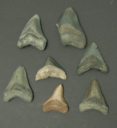 null SEPT DENTS DE CARCHARODON MEGALODON Ere tertiaire (Miocène- Pliocène, 15 à 2...