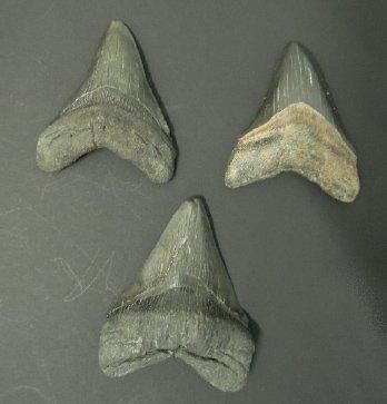 null TROIS DENTS DE CARCHARODON MEGALODON Ere tertiaire (Miocène- Pliocène, 15 à...