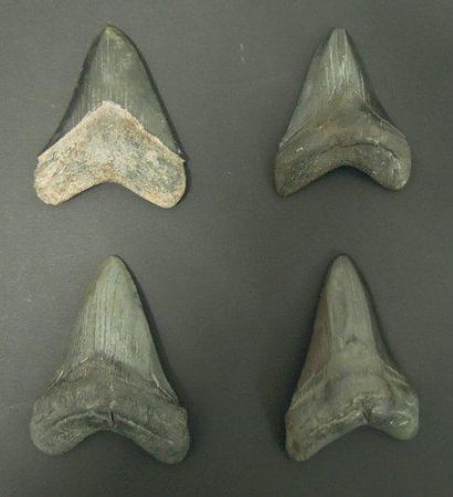 null QUATRE DENTS DE CARCHARODON MEGALODON Ere tertiaire (Miocène- Pliocène, 15 à...