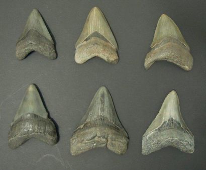 null SIX DENTS DE CARCHARODON MEGALODON Ere tertiaire (Miocène- Pliocène, 15 à 2...