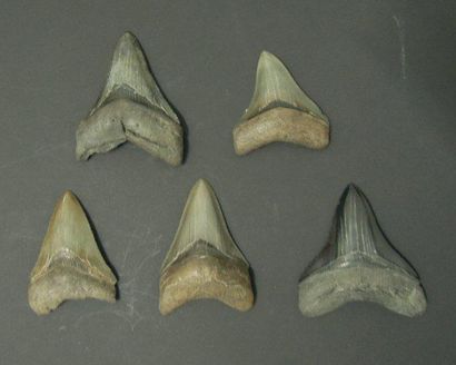 null CINQ DENTS DE CARCHARODON MEGALODON Ere tertiaire (Miocène- Pliocène, 15 à 2...