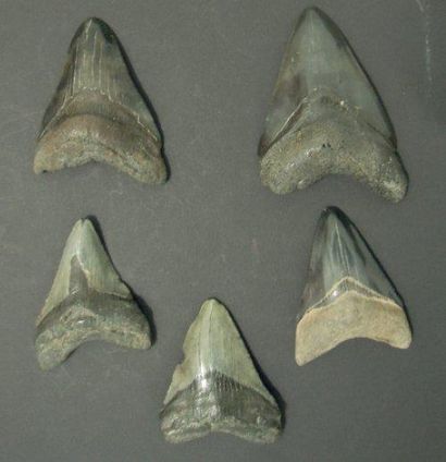 null CINQ DENTS DE CARCHARODON MEGALODON Ere tertiaire (Miocène- Pliocène, 15 à 2...