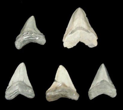 null CINQ DENTS DE CARCHARODON MEGALODON Ere tertiaire (Miocène- Pliocène, 15 à 2...