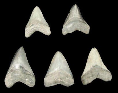 null CINQ DENTS DE CARCHARODON MEGALODON Ere tertiaire (Miocène- Pliocène, 15 à 2...