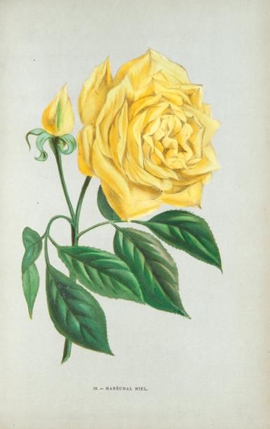 JAMAIN (Hippolyte) et Eugène FORNEY Les Roses. Histoire. - Culture. - Description....
