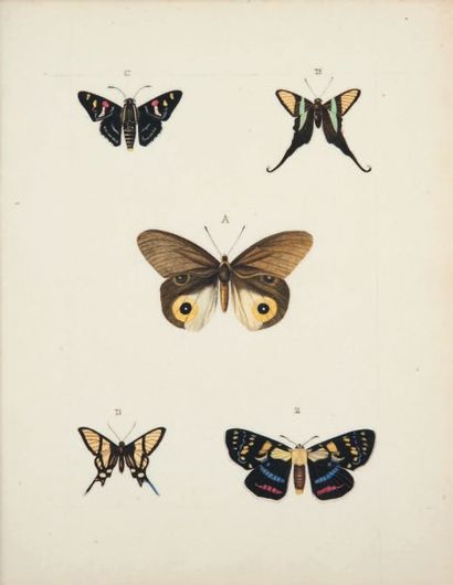 null ENTOMOLOGIE. ? CAPTOT (Léon de). Album d'histoire naturelle. S.l., [1841]. Manuscrit...