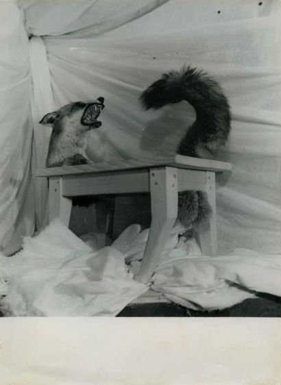 [SURRÉALISME]. BELLON Denise LE LOUP-TABLE. PHOTOGRAPHIE ORIGINALE. [1947]. 24,5...