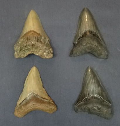 null Dents (4) de Carcharodon megalodon. Env. 9 cm
