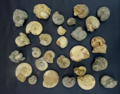 null Lot de petites ammonites: Perisphinctes (5 ex.) - 23 exemplaires, Crétacé (Ashaka,...