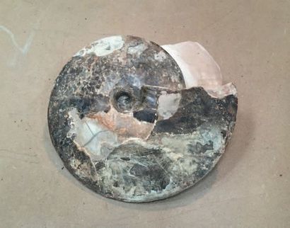 null Ammonite Choffaticeras segne Crétacé-(Goulmina
Maroc). D. 28 cm