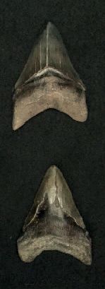 null Deux dents de Carcharodon megalodon Ere tertiaire (Miocène- Pliocène, 15 à 2...