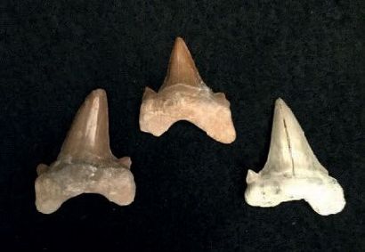 null Trois dents de Otodus obliquus
Paléocène-Eocène (Maroc).