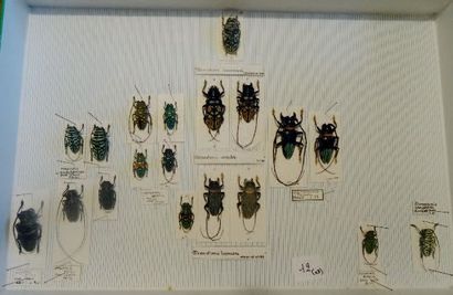 null Cerambycidae dont Ultiolemur pupieri (1m-1f), cornutor (1m-1f), thomsoni (1m-1f)....