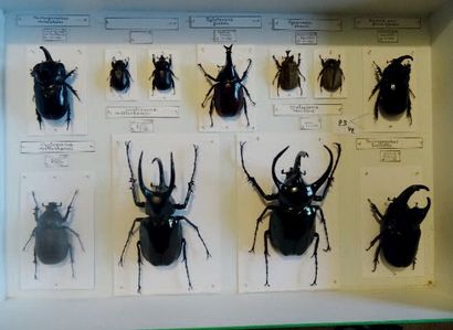 null Chalcosoma caucasus, mollemkampi et divers.
2 boîtes (39x26 cm).