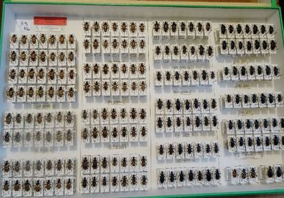 null Cerambycidae ( France). 37 boîtes (39x26 cm).