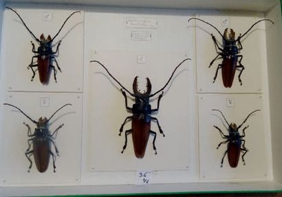 null Cerambycidae exotiques dont Hypocephalus-Psalidognathus-
Batocera lamondi -...