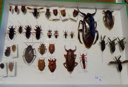 null Insectes divers dont Belostoma et aberrations tératologiques de Dynastes hercules...