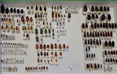 null Histeridae/Staphylinidae - Carabidae....
14 boîtes (39x26 cm).