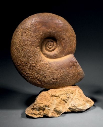 null Ammonite sur gangue Cénomanien, Crétacé (Sud de Madagascar). H. Du bloc 46 ...