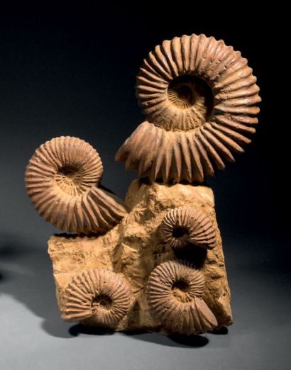 null Cinq Ammonites sur gangue. Cénomanien,
Crétacé (Sud de Madagascar). H. du bloc:...