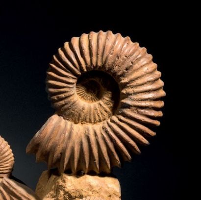 null Cinq Ammonites sur gangue. Cénomanien,
Crétacé (Sud de Madagascar). H. du bloc:...