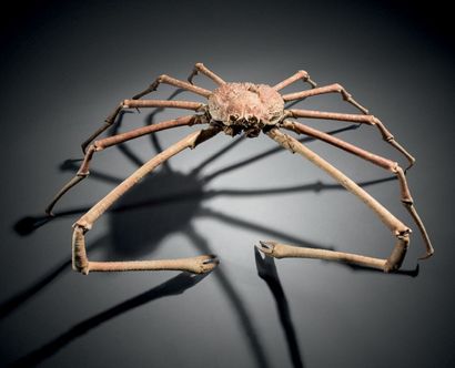 null Crabe araignée du Japon Machrocheira kaempferi
Ce crabe géant et très rare vit...