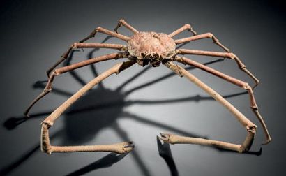 null Crabe araignée du Japon Machrocheira kaempferi
Ce crabe géant et très rare vit...