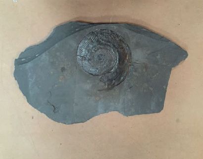 null Ammonite Harpoceras. Jurassique (Holzmaden- Allemagne)
D.19 cm