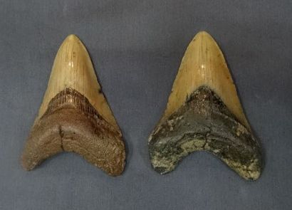 null Dents (2) de Carcharodon megalodon.
H. 11 cm et 12 cm