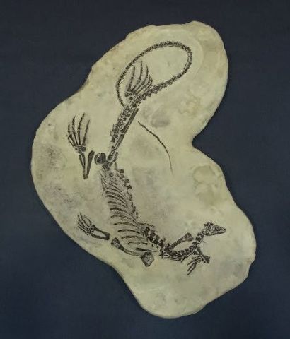 null Reptile Claudiosaurus germaini Permien (Sankanema vallée, Madagascar). Plaque...
