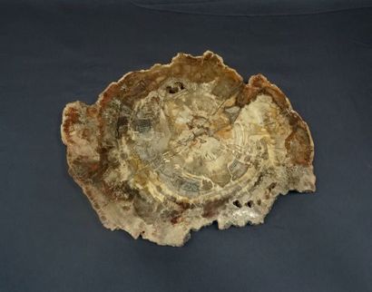 null Tranche de bois fossilisé (Araucaria) (Madagascar).
(50 cm x 40 cm).