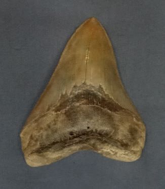 null Belle dent de Carcharodon megalodon
H. 14 cm Miocéne - Caroline du Sud,
USA...