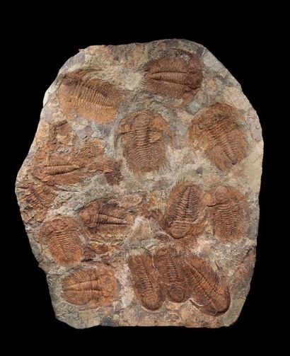 null Trilobites Acadoparadoxides briareus
Cambrien inf. (Jbel Ougnate, Maroc)
Superbe...