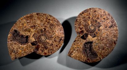 null Paire d'Ammonite Pachydiscidae. Crétacé- (Morondave, Madagascar).
D. 80 cm