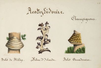 null ALBUM d'aquarelles de champignons et de plantes. S.l., 1852. In-4 oblong (225...